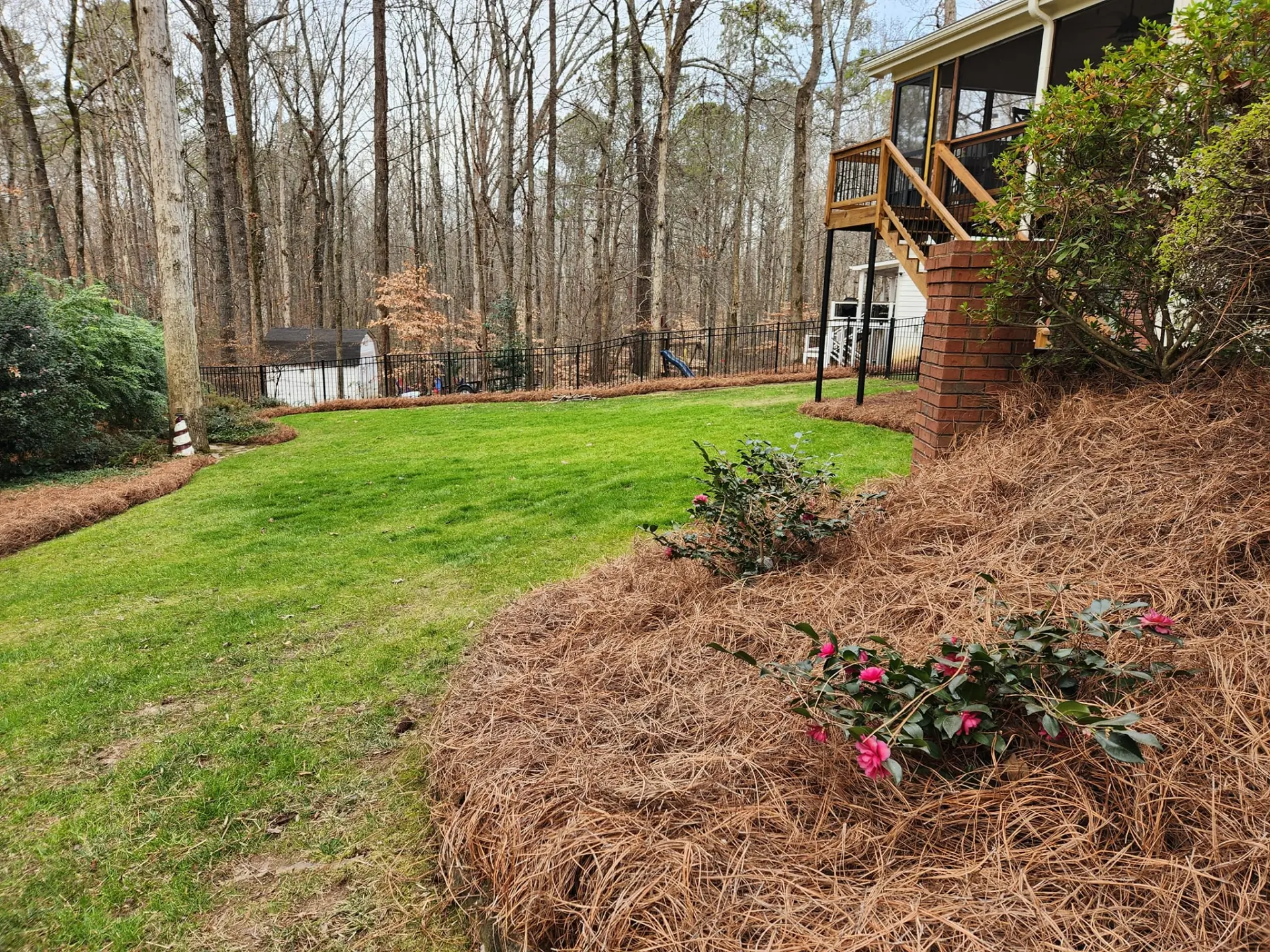 Curved landscape bed covered with fresh pine straw beside a green lawn