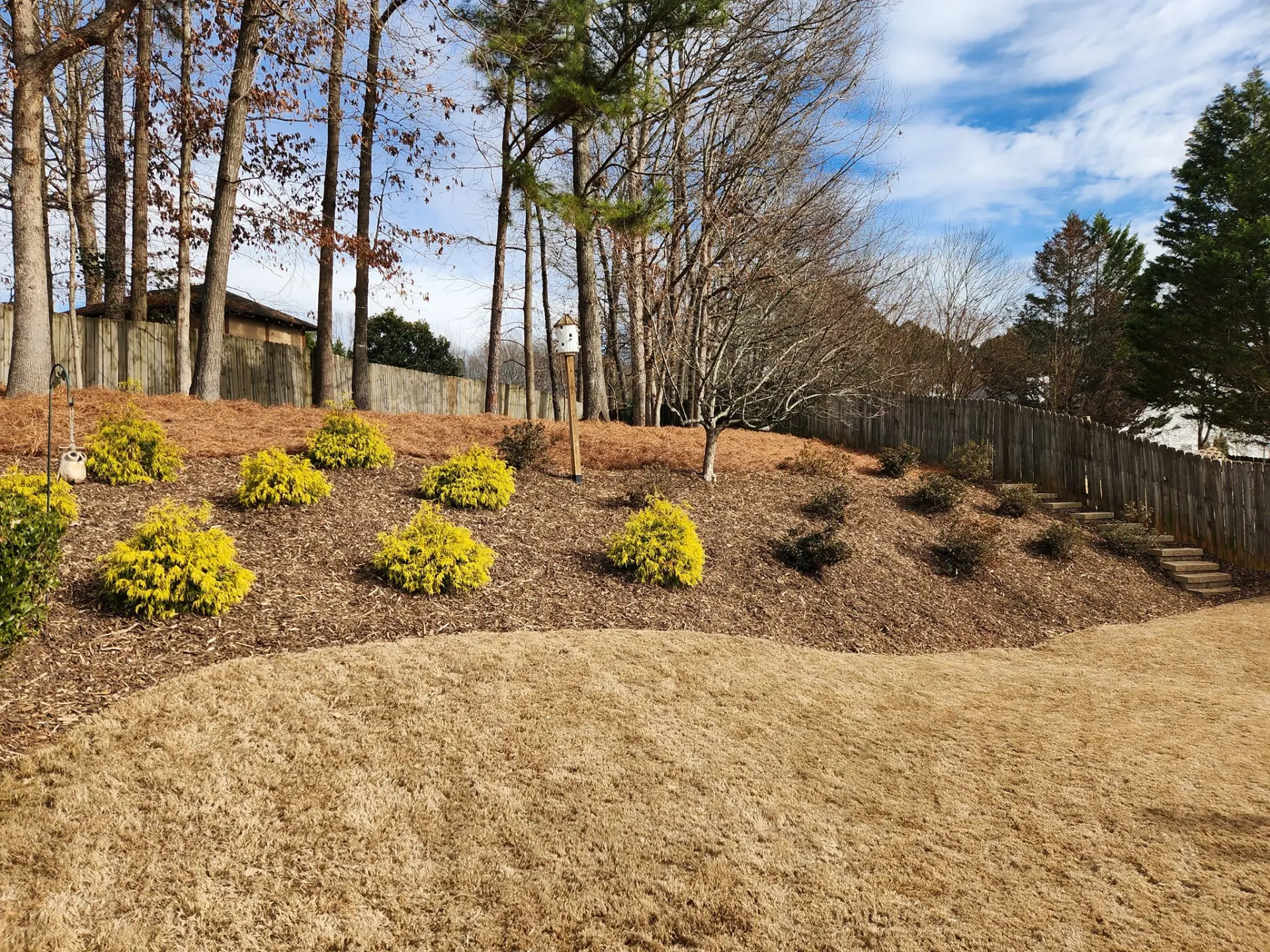 Fresh pine straw spread around rows of ornamental shrubs on a slope