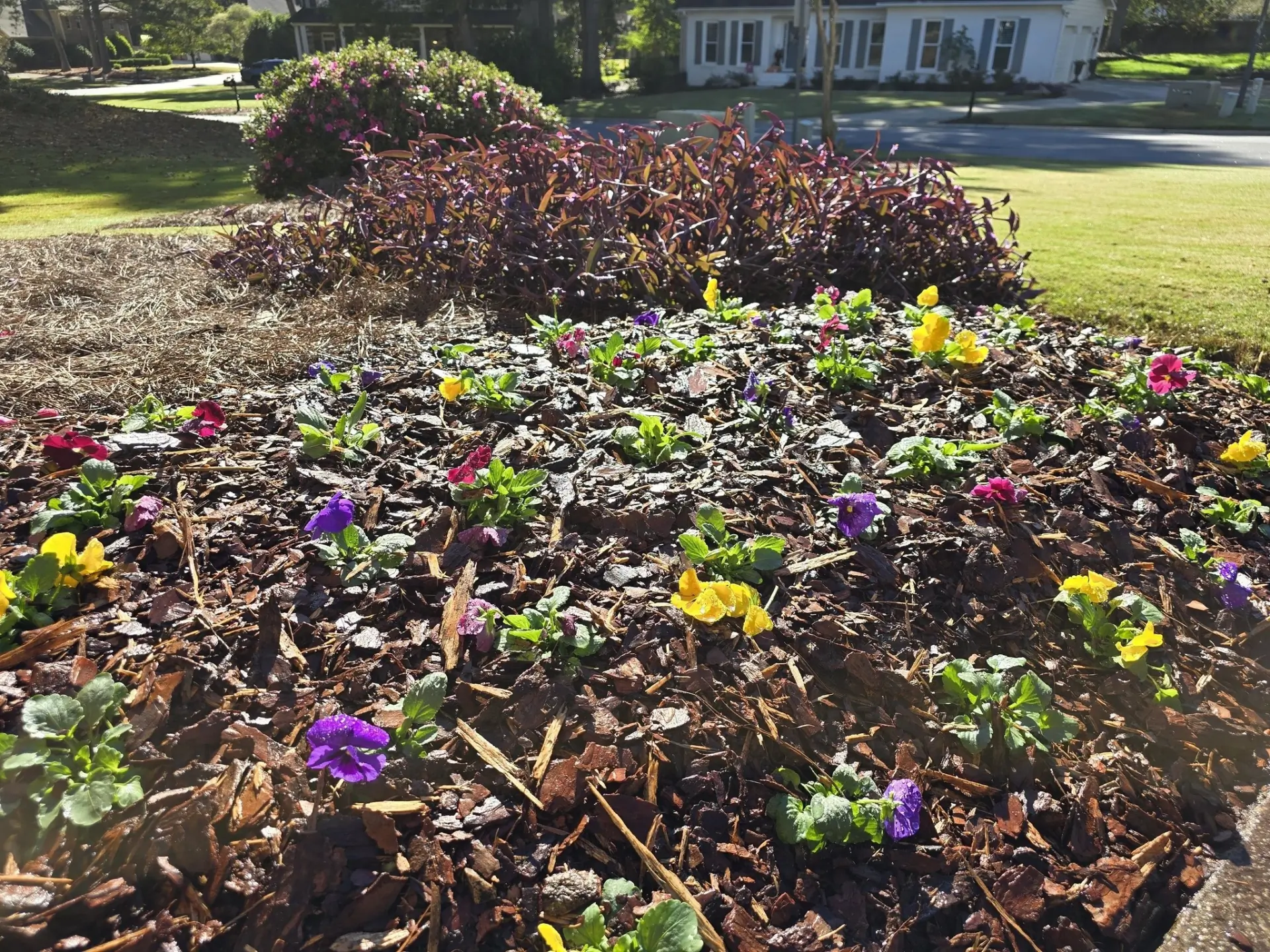 Close view of colorful pansies planted in a mulched flower bed