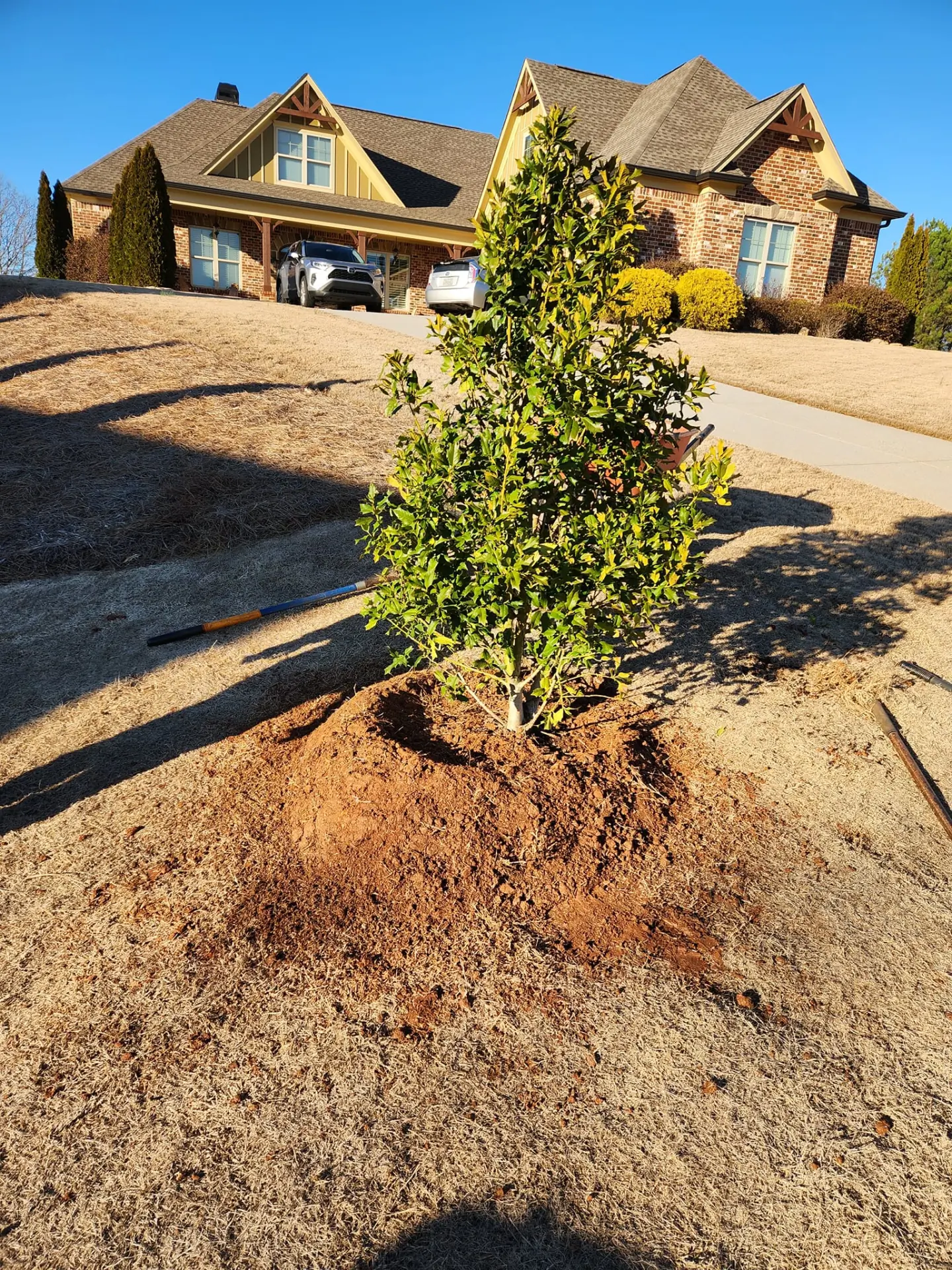 New evergreen tree planted in a circular bed on a front lawn