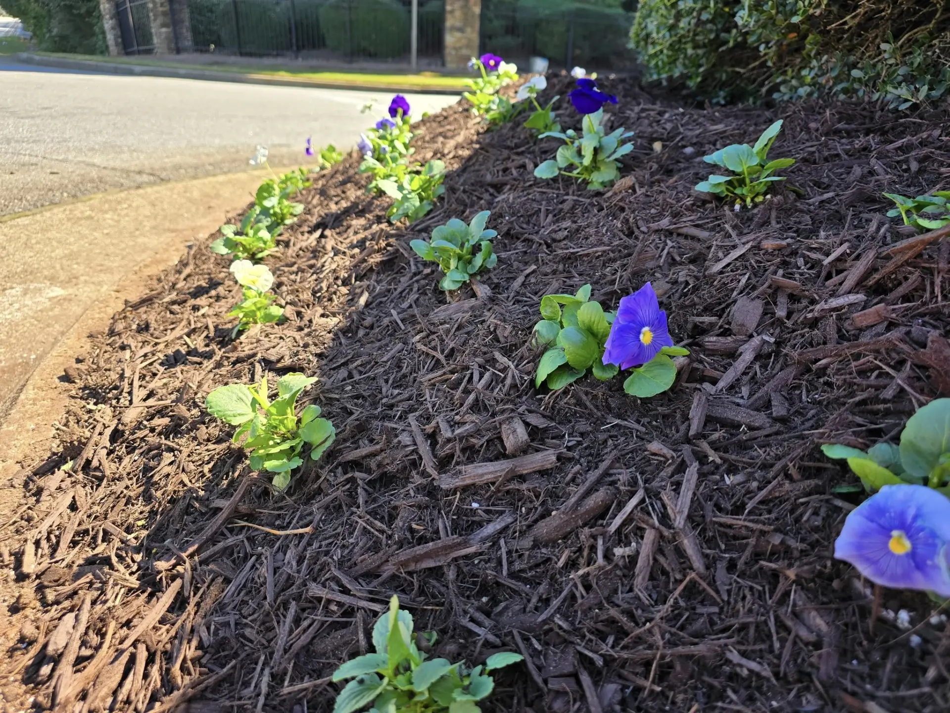 Purple and white pansies planted in a freshly mulched community flower bed