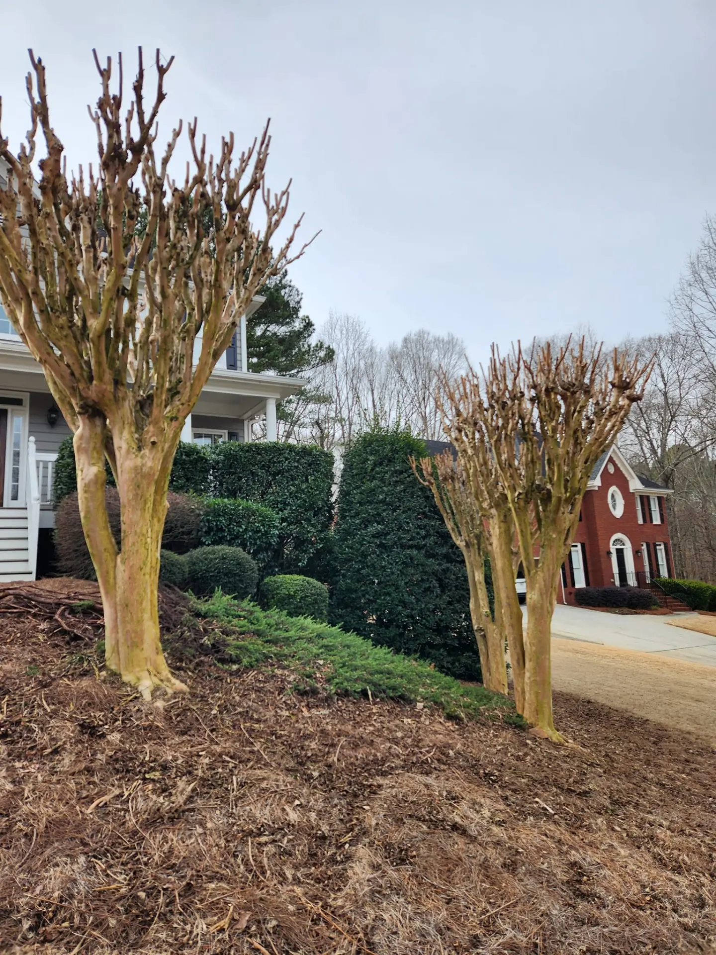 Heavily pruned ornamental trees in a mulched residential landscape bed