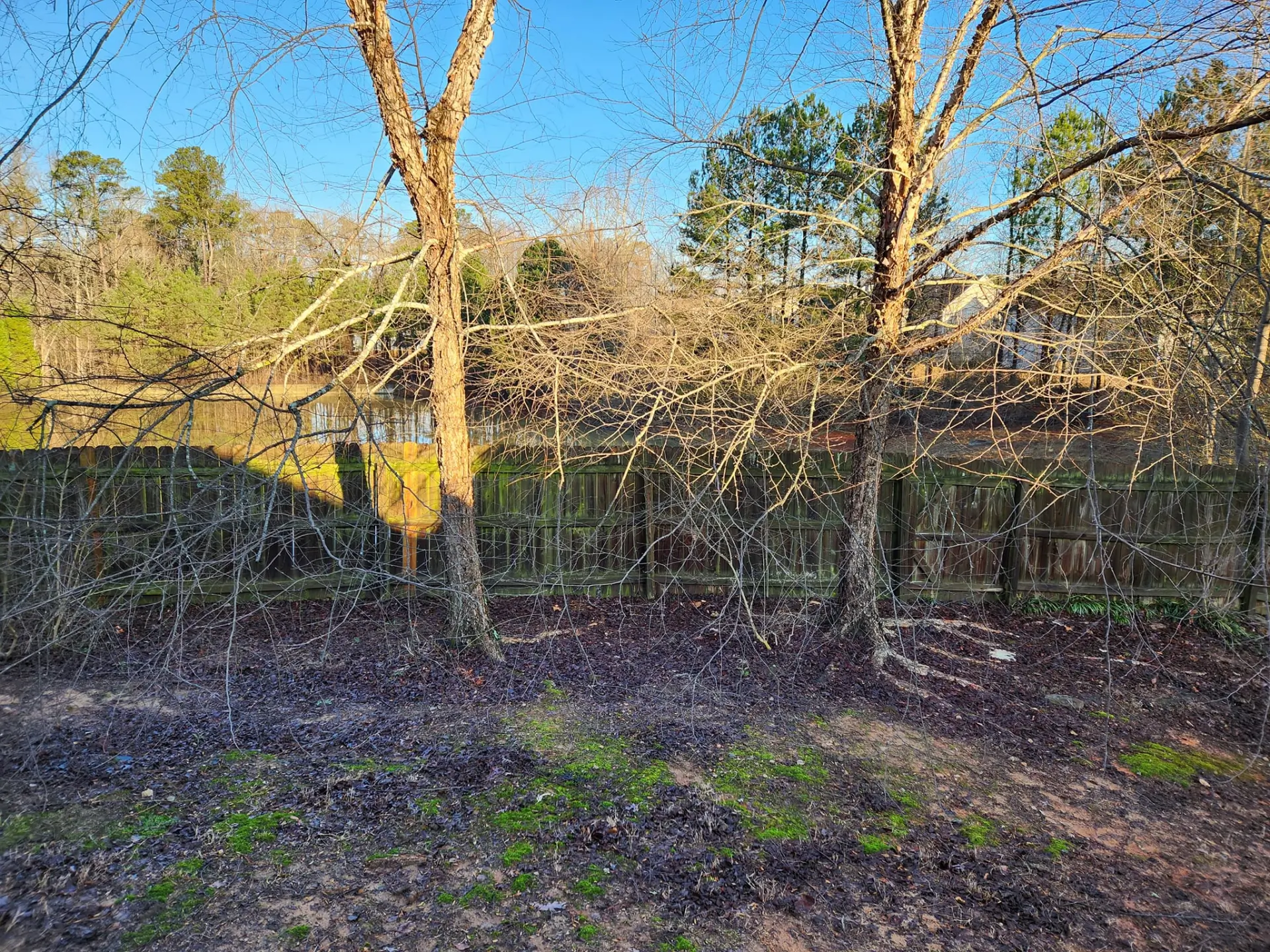 Overgrown tree branches extending across a residential backyard