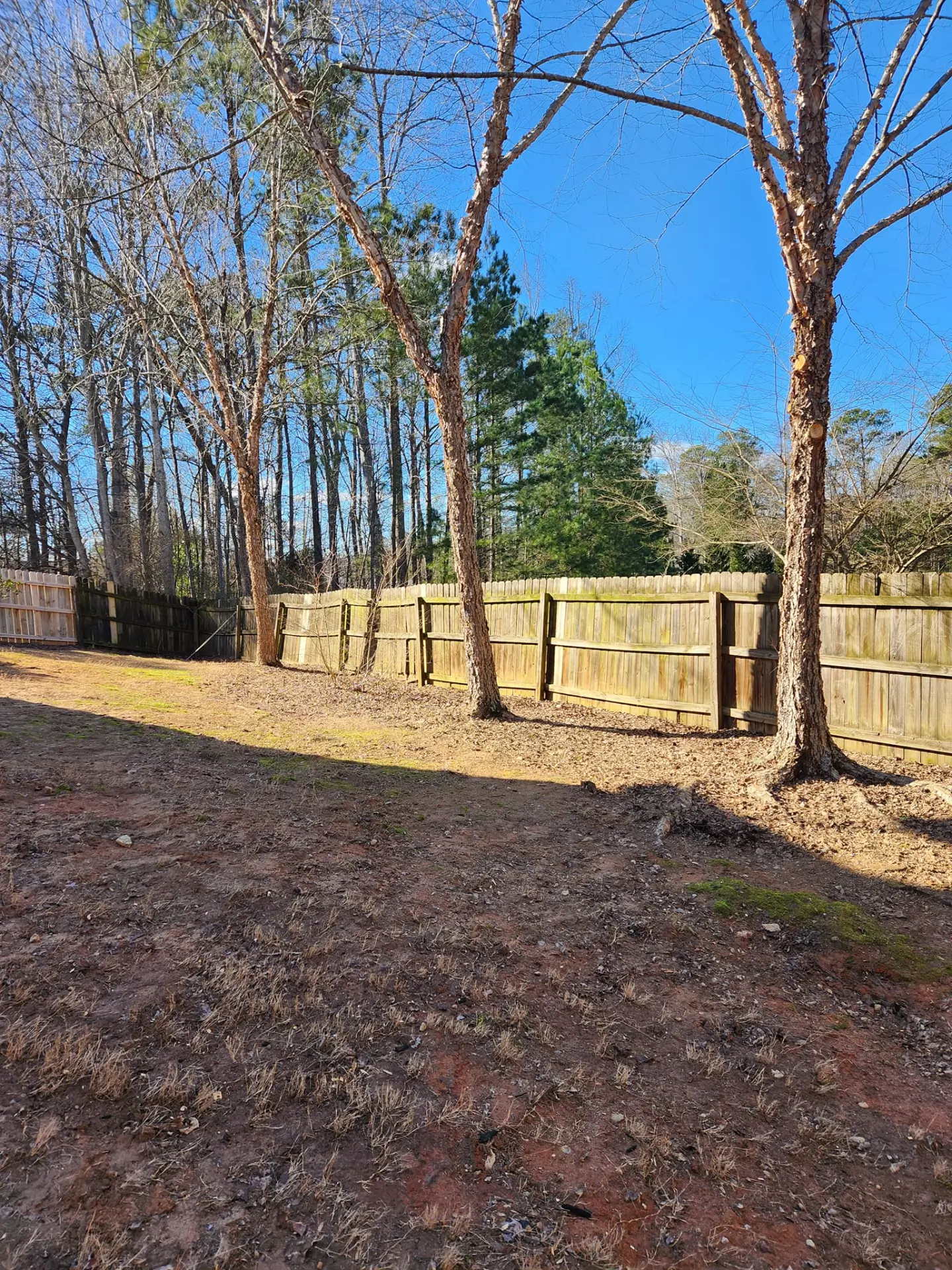 Residential backyard after low tree branches and overgrowth were removed